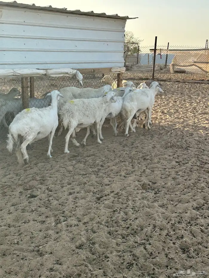 بيعت 28