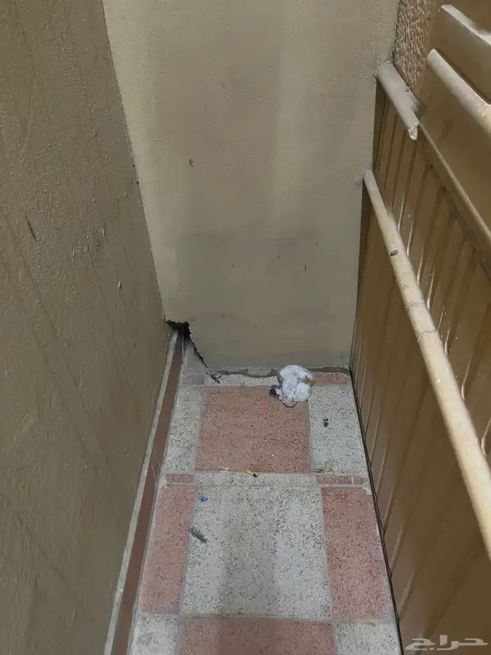 قطط لتبني العدد 3 4