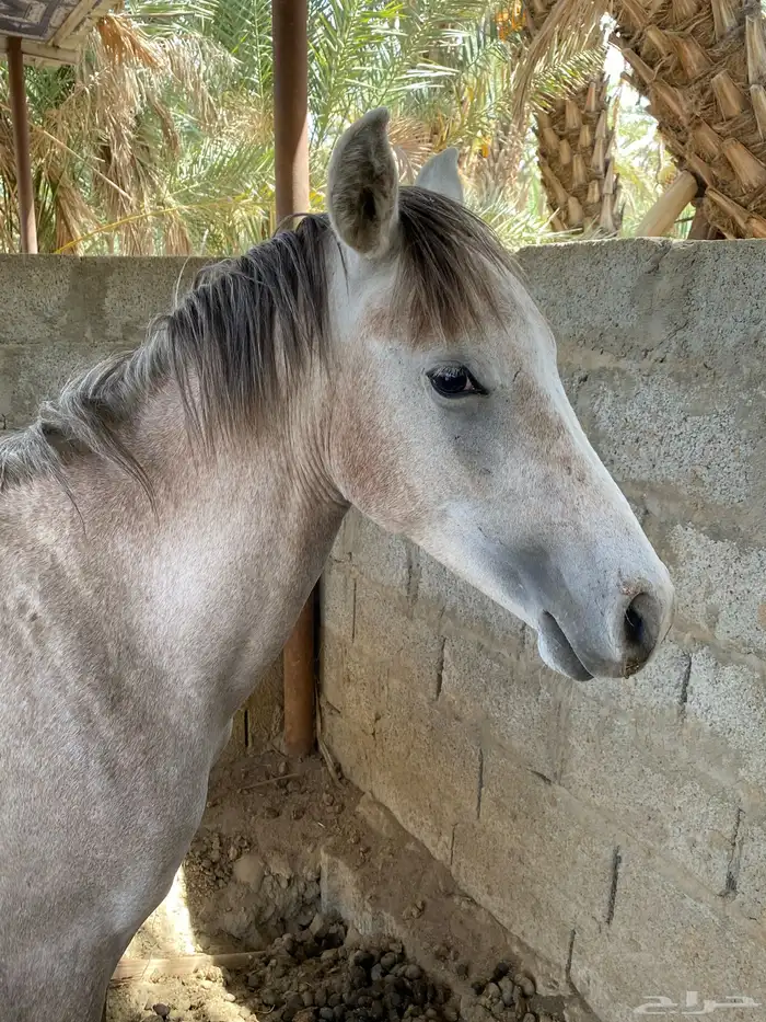 حصان شعبي 6