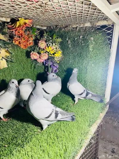 للبيع مجموعة طبات زواجل ايس 3
