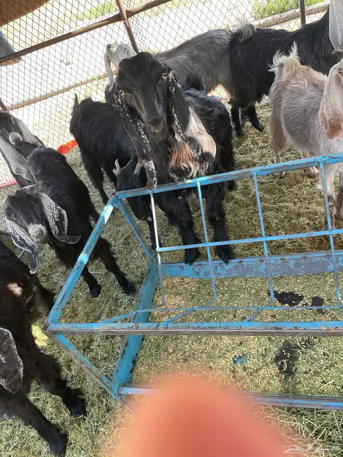 جفار وتيوس منادي من المزرعه 8
