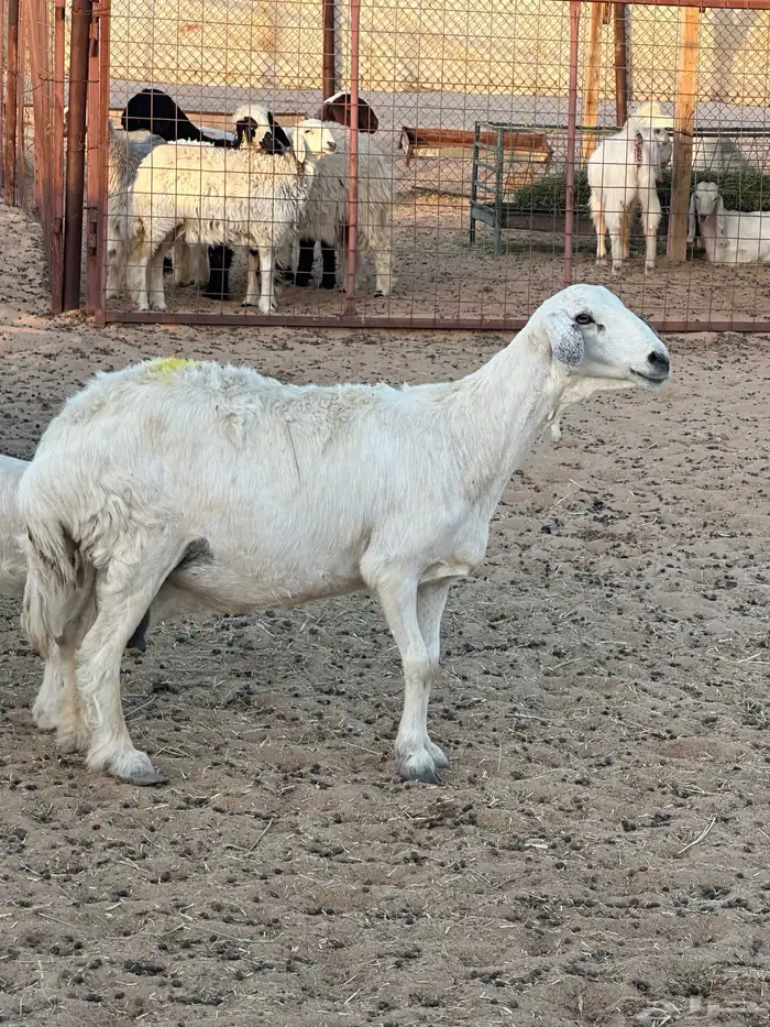 بيعت 3