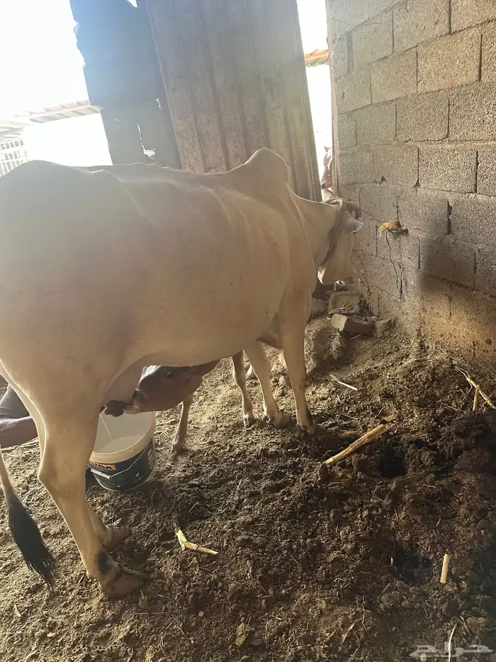 بقره للبيع 4