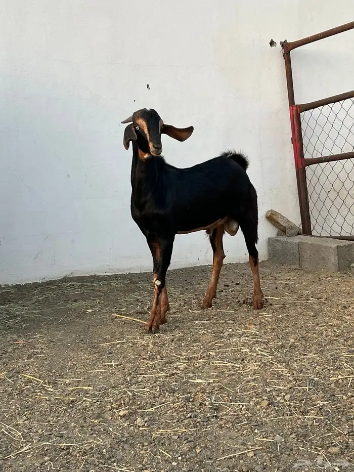 مشروع فحل العمر 6اشهر 4