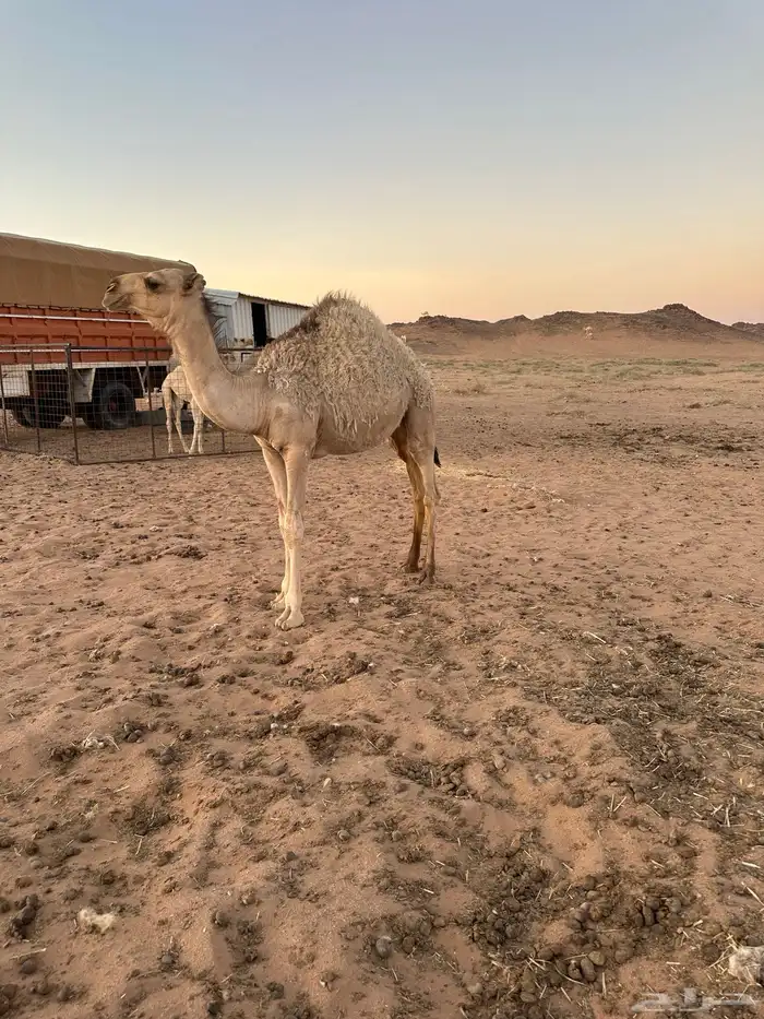 قعود البيع 4
