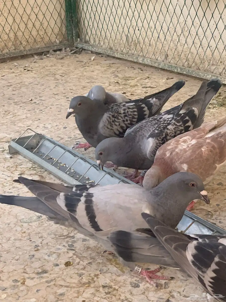زاجل سباق 3