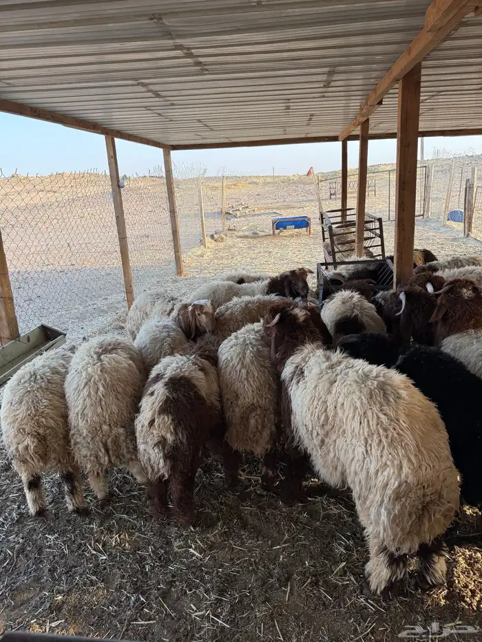 ذبايح نعيمي وحري وتيوس تقسيط 1