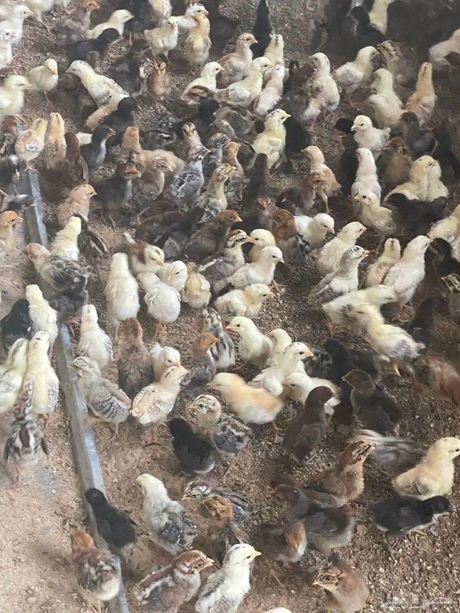 صوص بلدي العمر اسبوعين 0