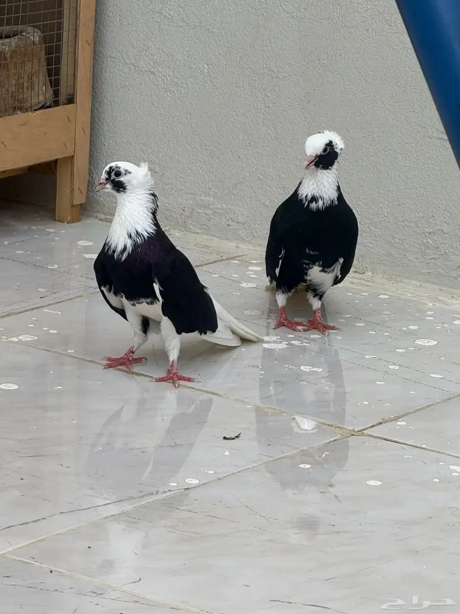 حمام قطايف 1