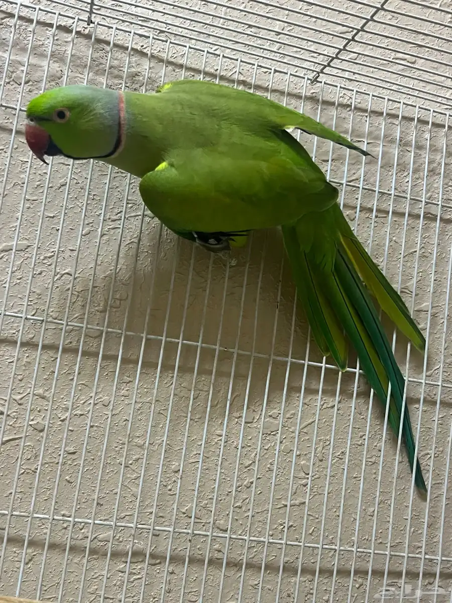 جوز دره هندي 2