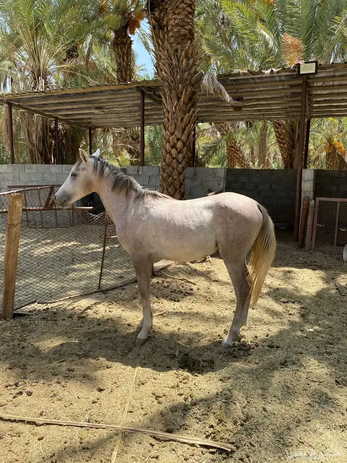حصان شعبي 5