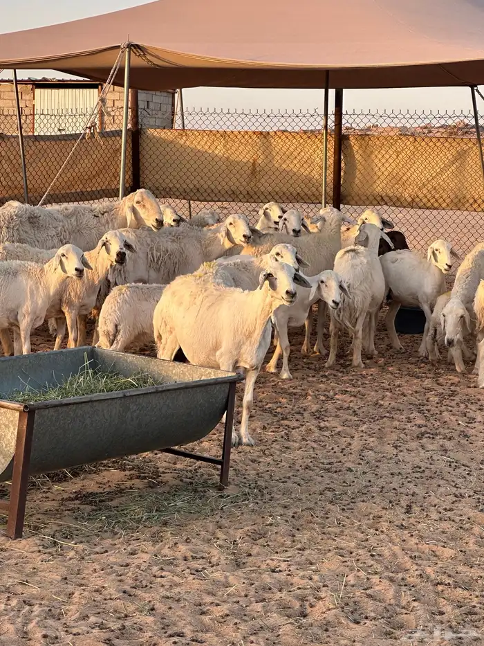 بيعت 4