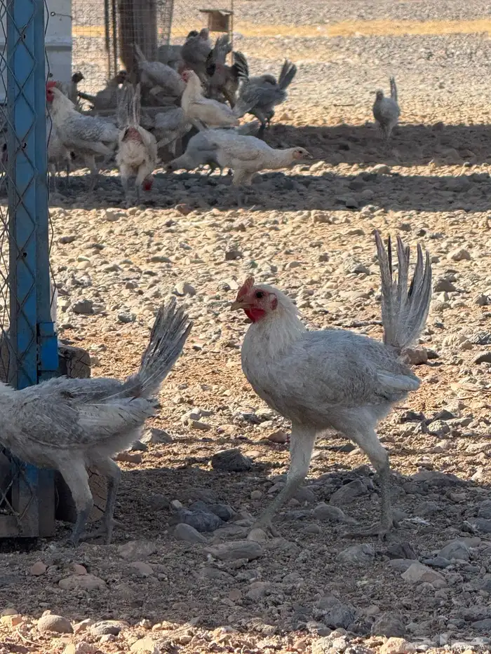 دجاج فيومي للبيع 4