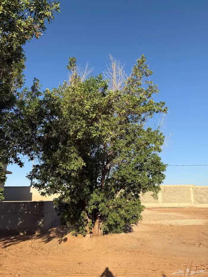 شجر للبيع عمرها قرابة 8 سنوات 3