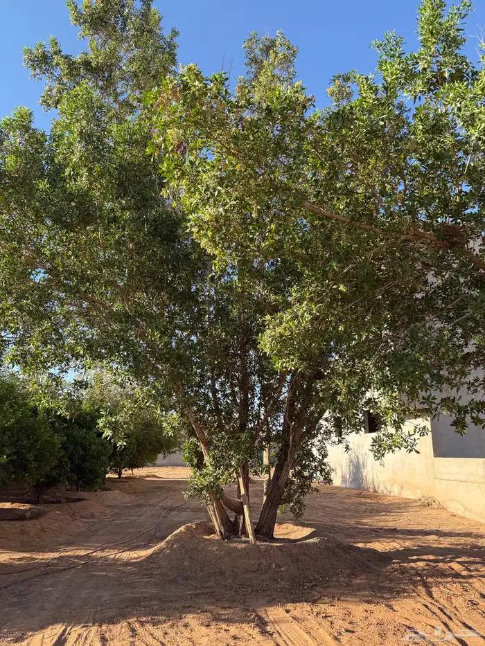 شجر للبيع عمرها قرابة 8 سنوات 4