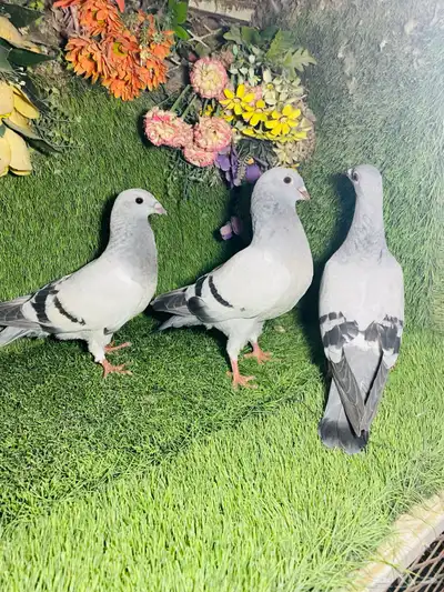 للبيع مجموعة طبات زواجل ايس 7