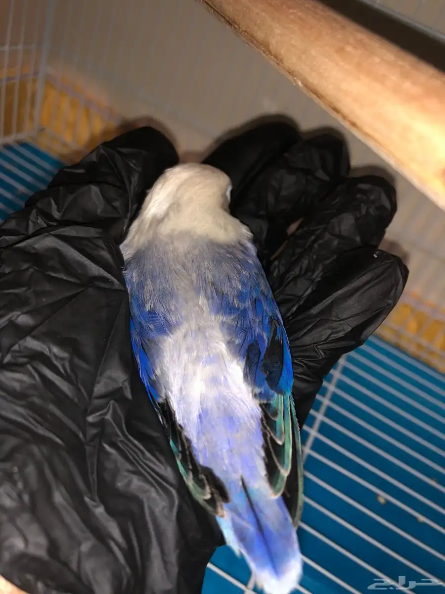 فروخ 8