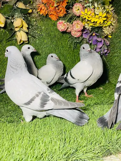 للبيع مجموعة طبات زواجل ايس 5