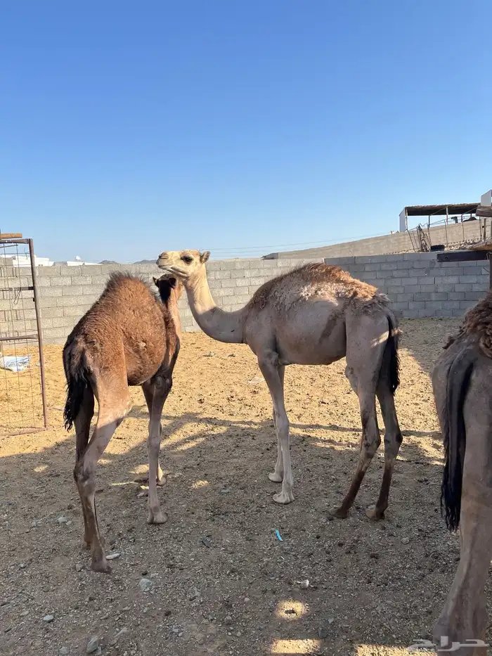 للبيع حشو تم لبيع 1