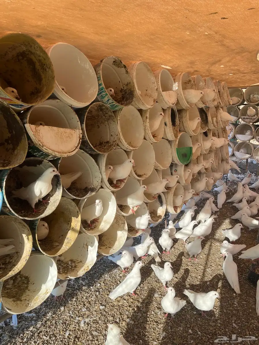 حمام فرنسي جامبو 1