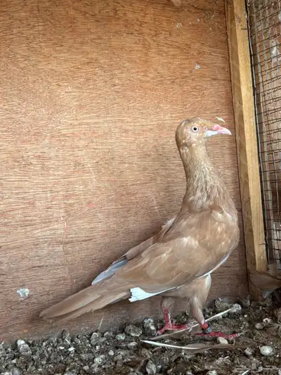 ذكر دنش ملحي اصفر 1