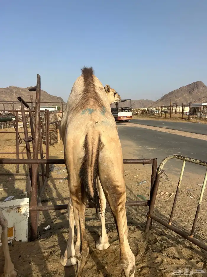 قعدان مفاريد كفو ل زواجات والمنسبات 5