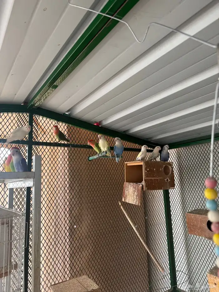 اجواز روز منتجه بكميات و اسعار رهيبه 6