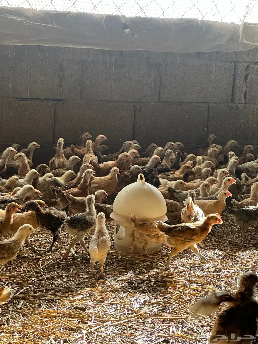 دجاج بلدي 1