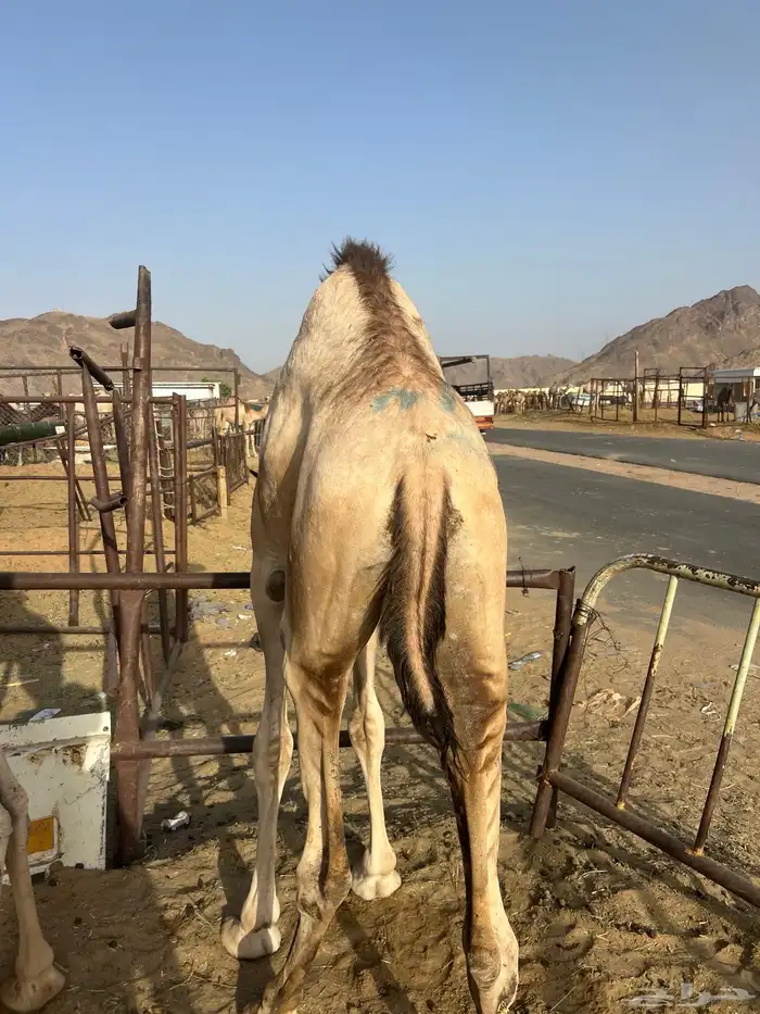 قعدان مفاريد كفو ل زواجات والمنسبات 3