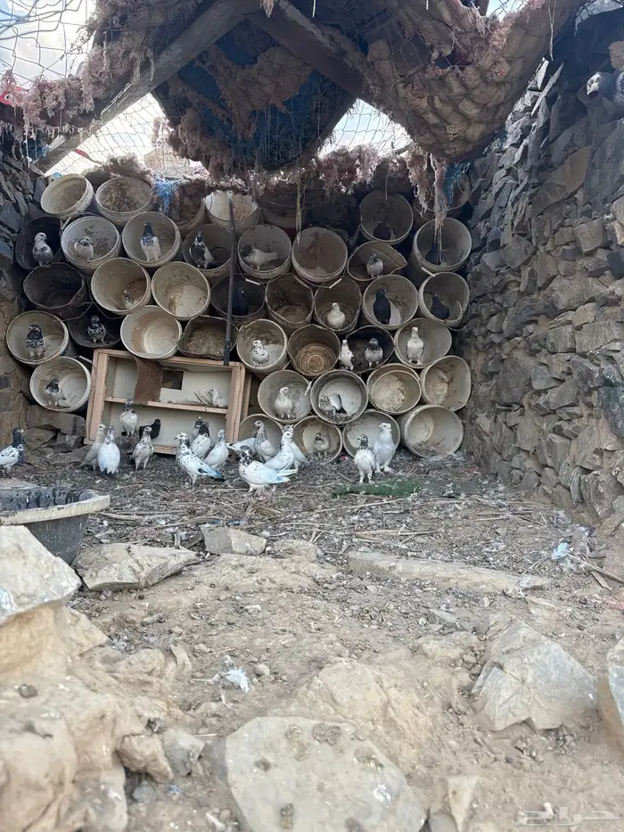 حمام مخلاط فيه بكستاني وحب رمان و تركي وبلدي 0
