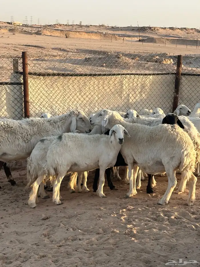 بيعت 17