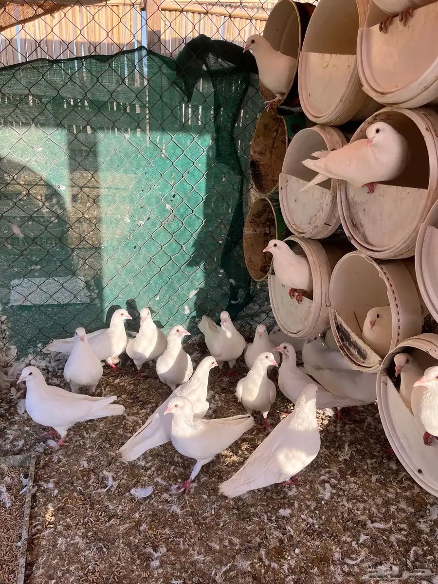 حمام فرنسي جامبو 43