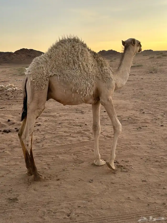 قعود البيع 1