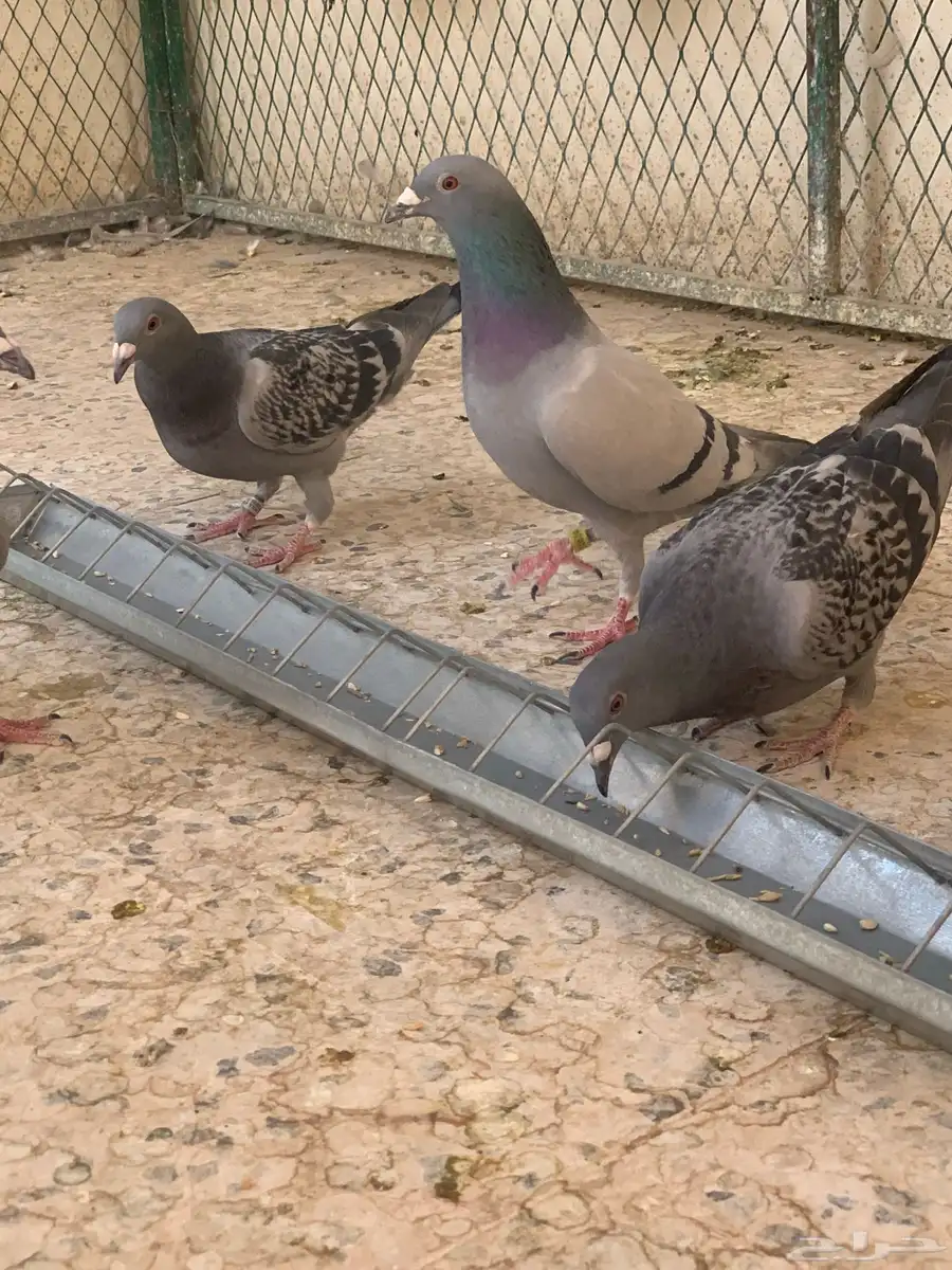 زاجل سباق 5