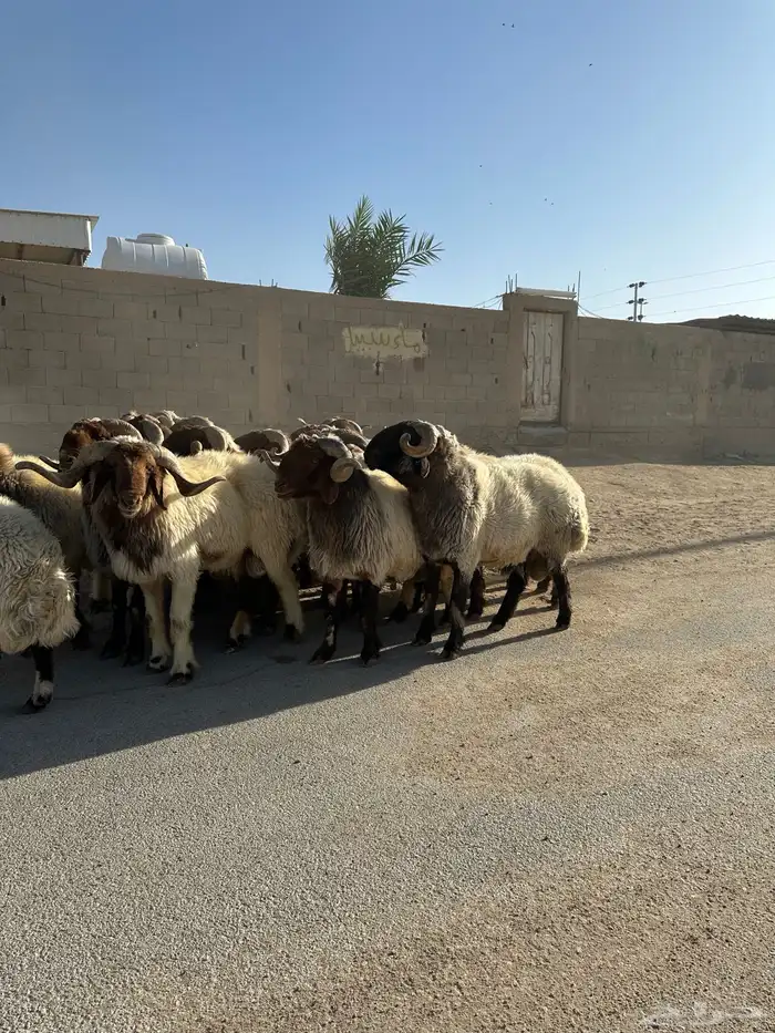 فحول أنعيم طيبه اللبييع 7
