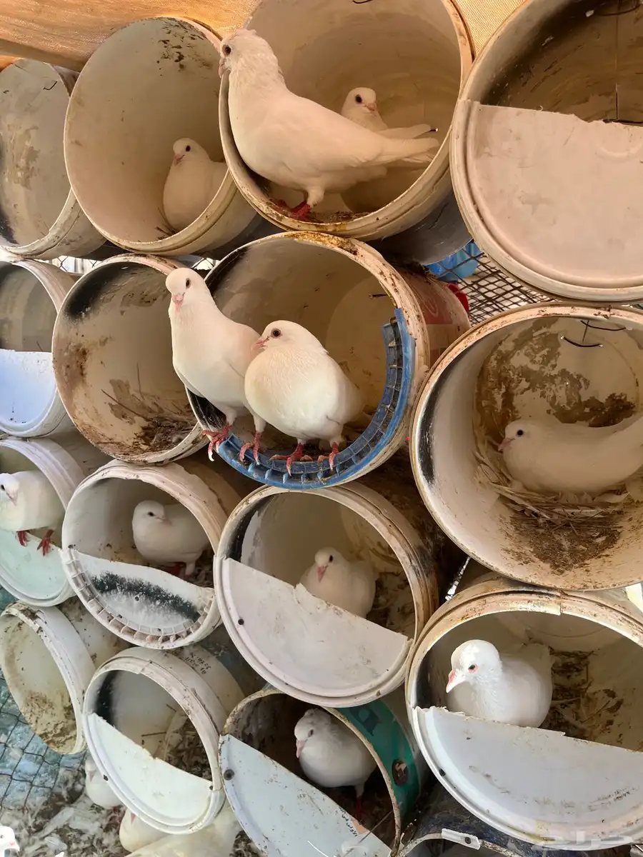 حمام فرنسي جامبو 41