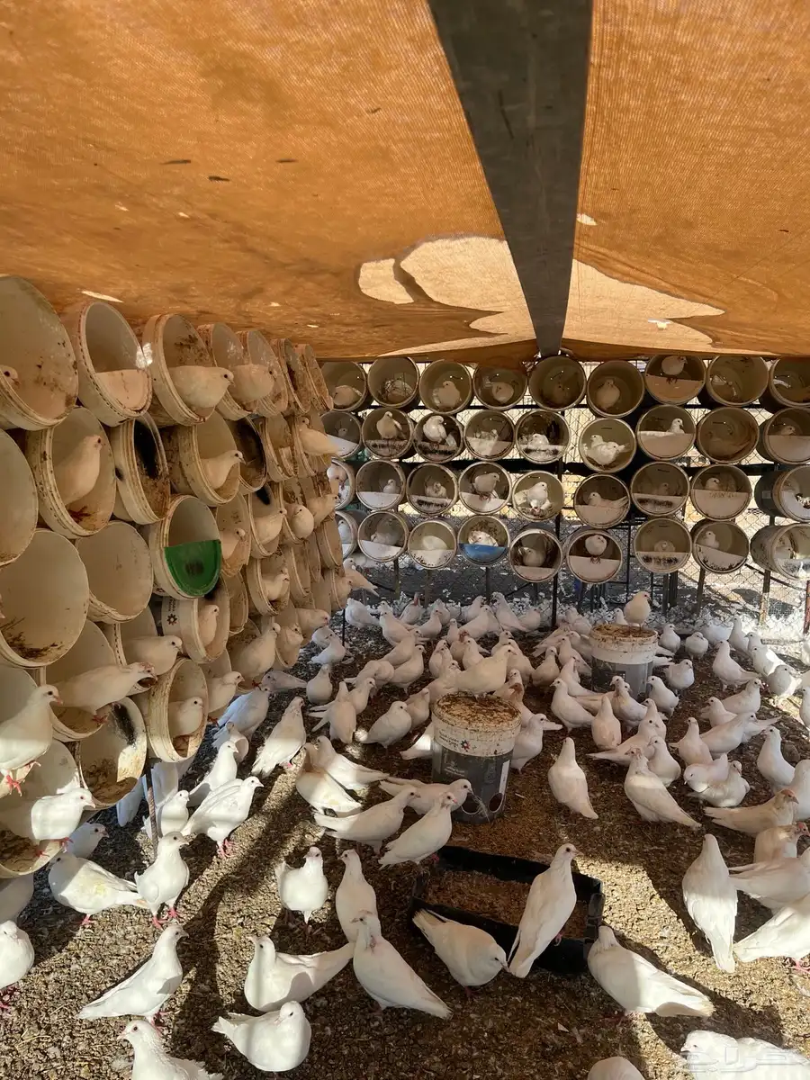 حمام فرنسي جامبو 6