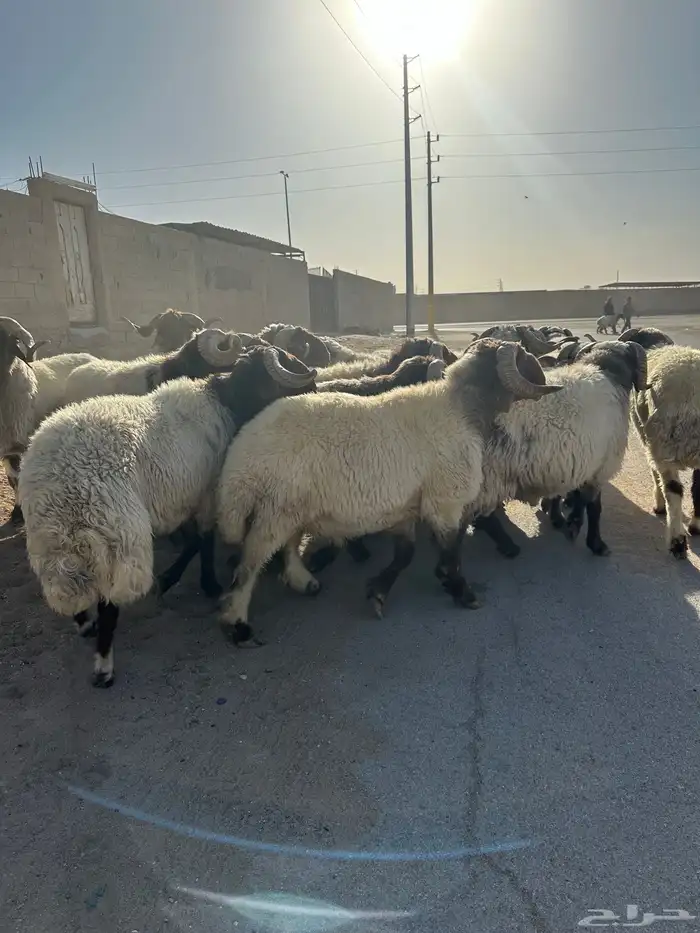 فحول أنعيم طيبه اللبييع 6