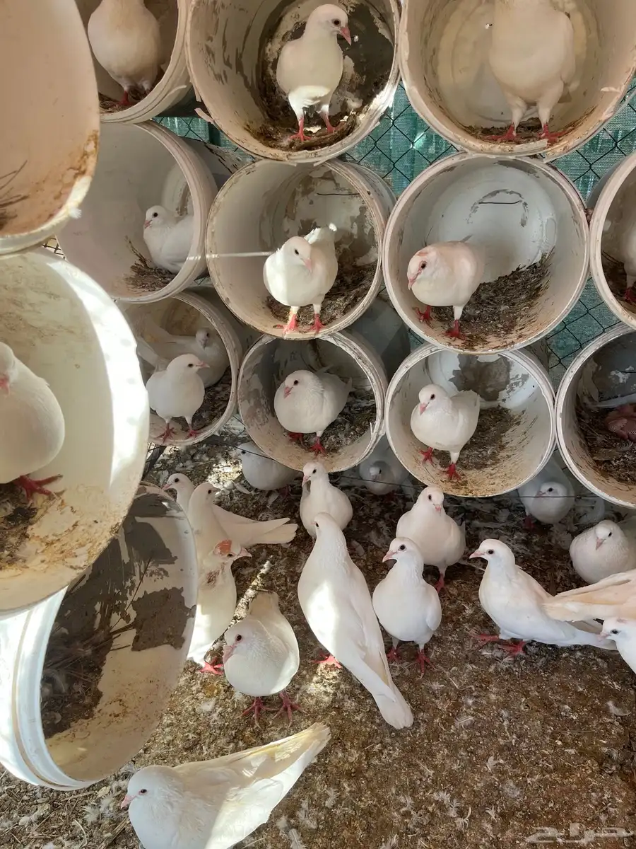حمام فرنسي جامبو 23