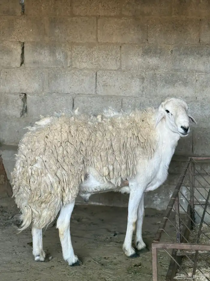 فحل حري مشروط صنف الصنف 4