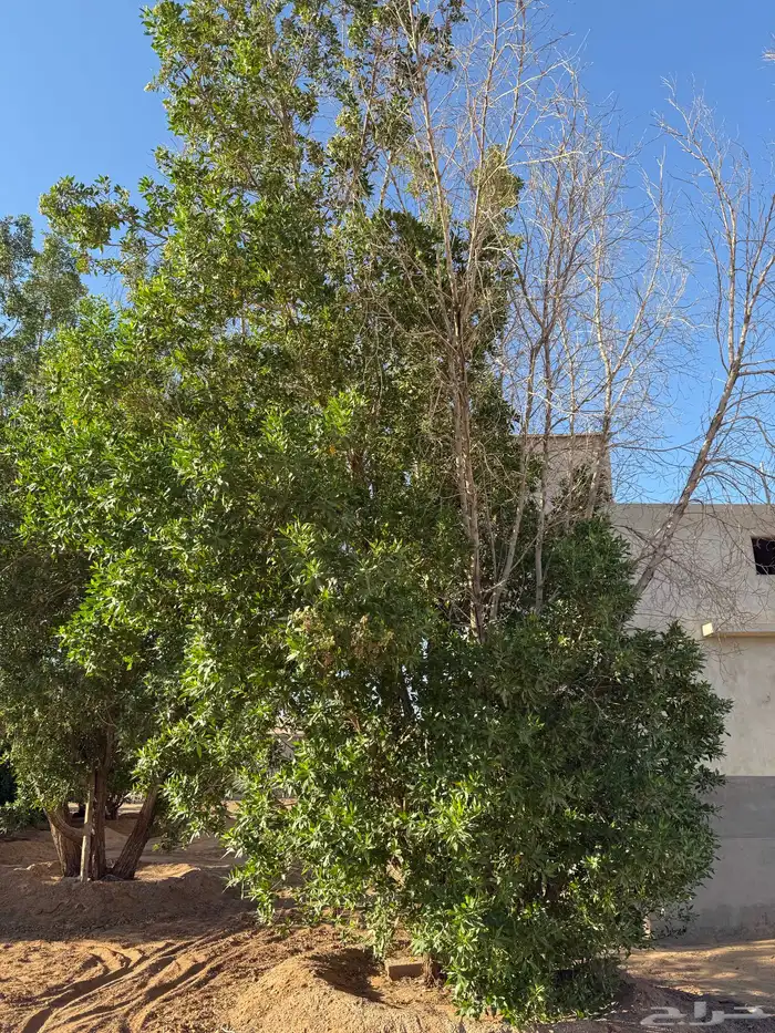 شجر للبيع عمرها قرابة 8 سنوات 2