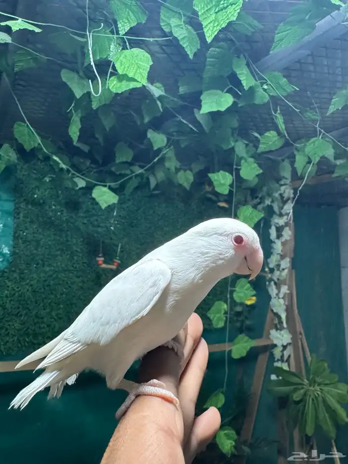 روز البينو اليف وهدد 1