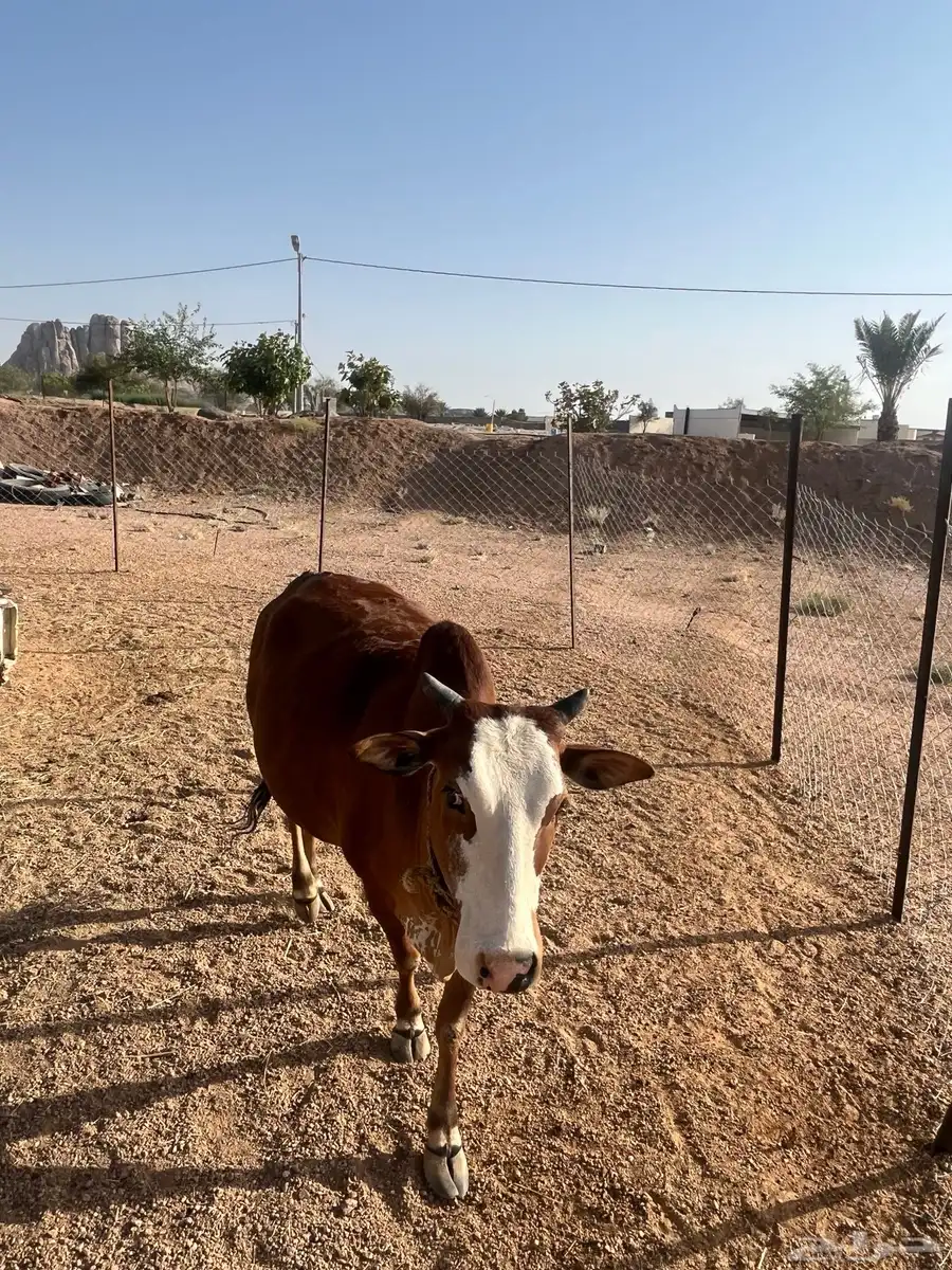 3بقر 4