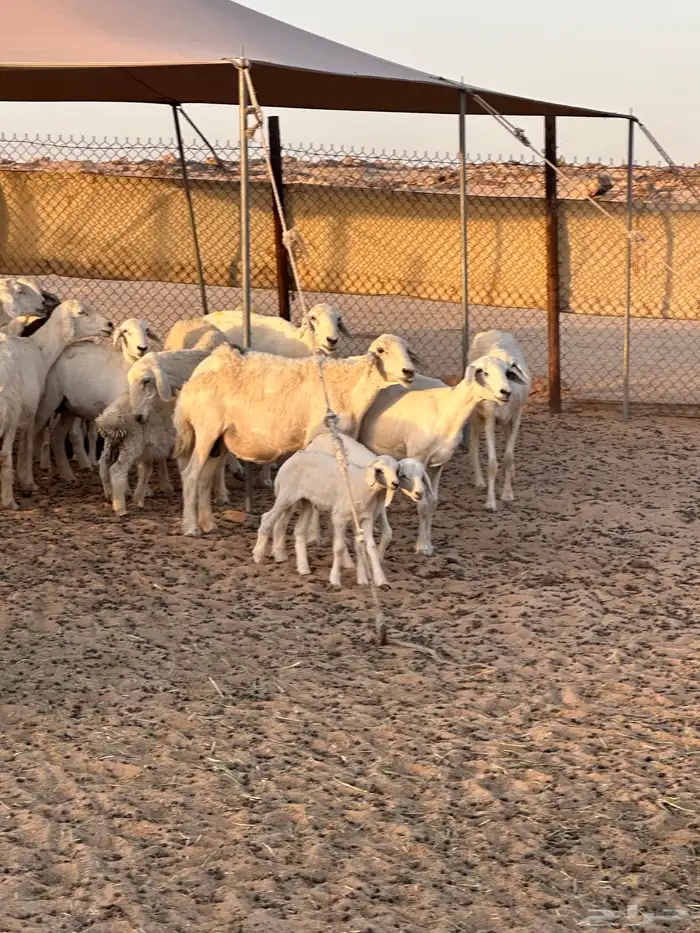 بيعت 5