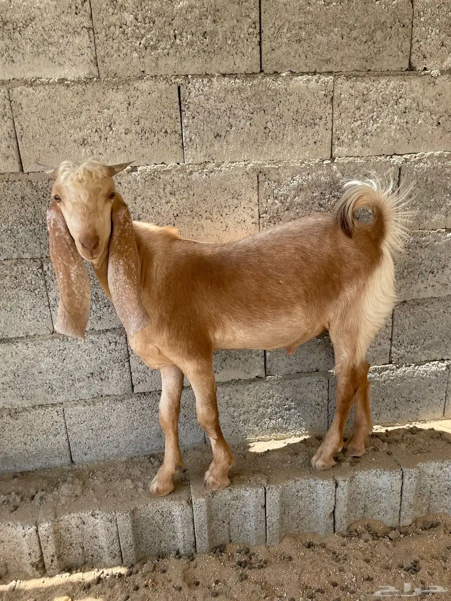 مكه الحسينية 0