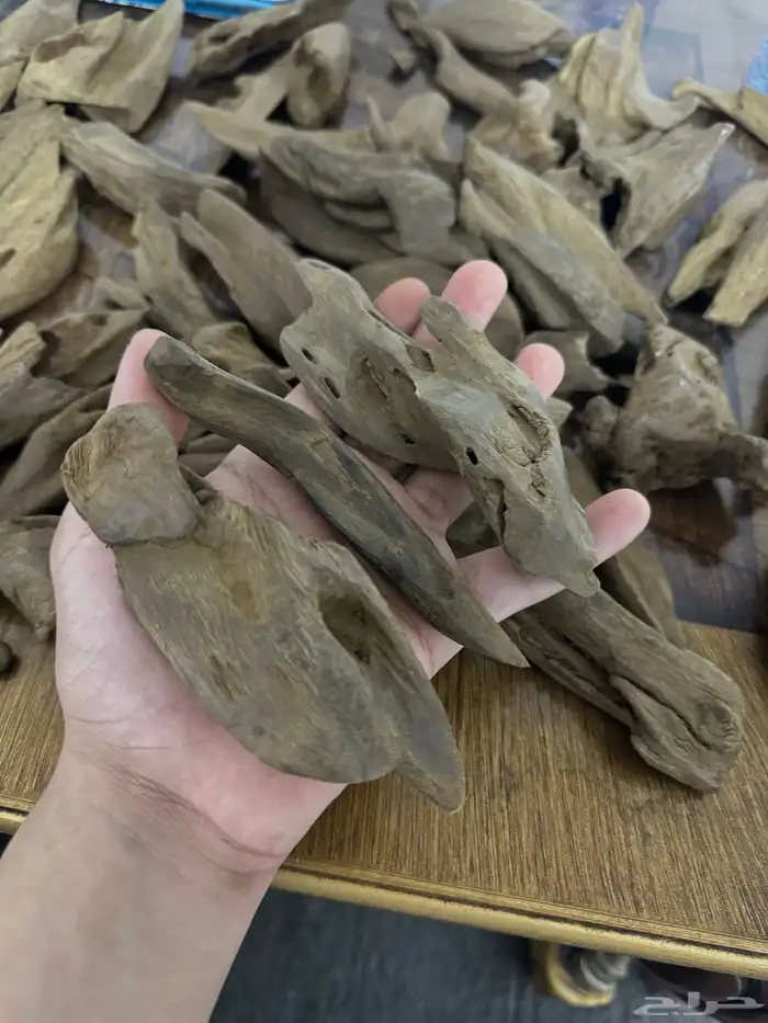 عود مروكي آصقون دبل سوبر وفوق 2