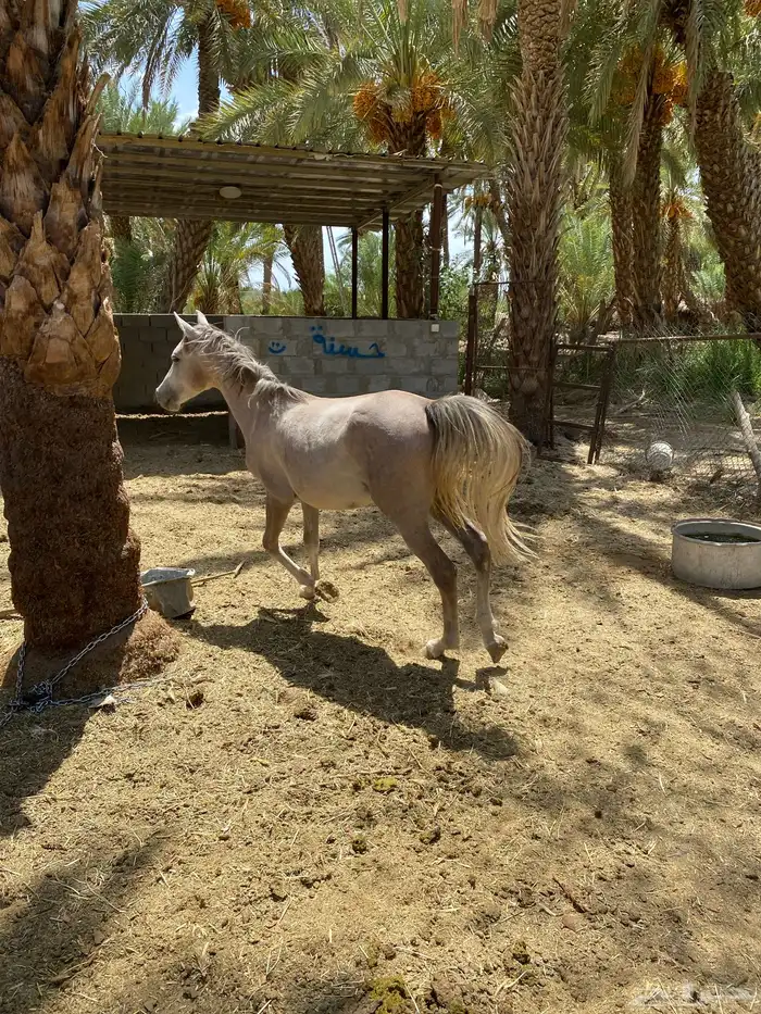 حصان شعبي 4