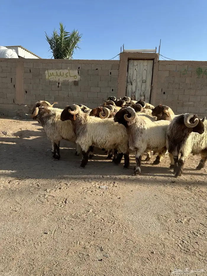 فحول أنعيم طيبه اللبييع 12