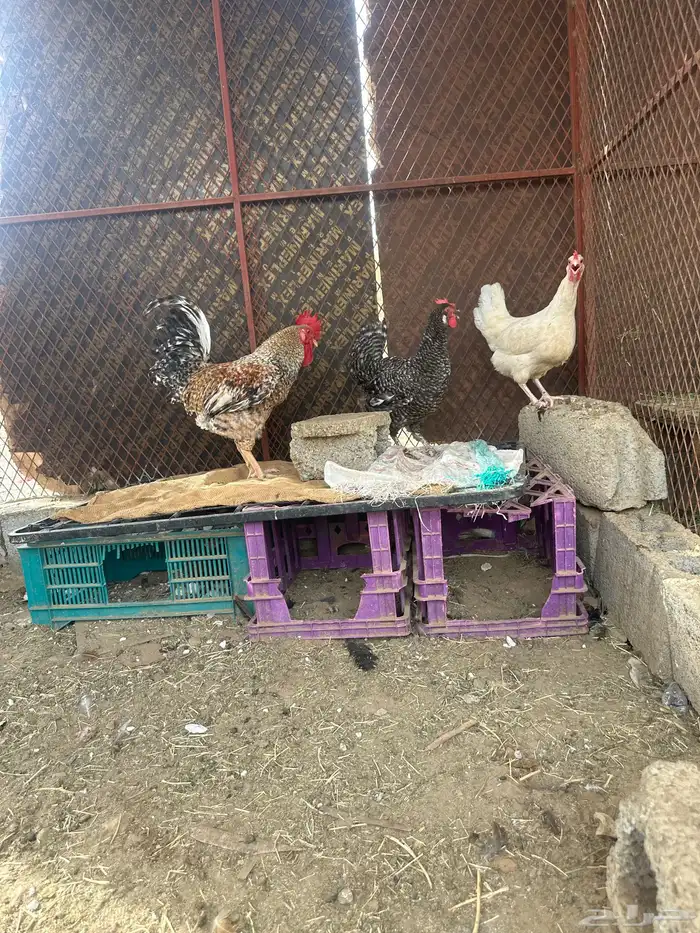 دجاج تركي للبيع 1
