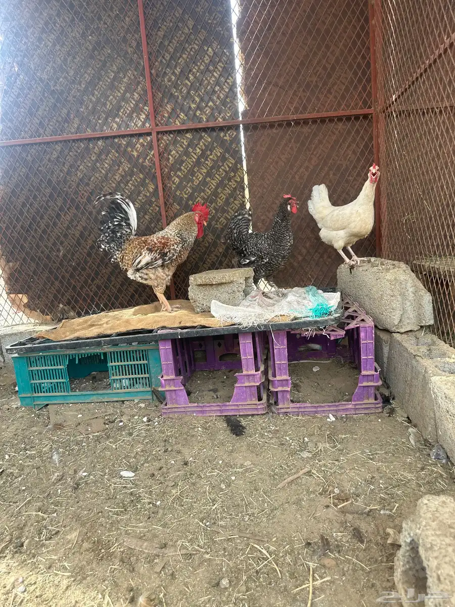 دجاج تركي للبيع 1